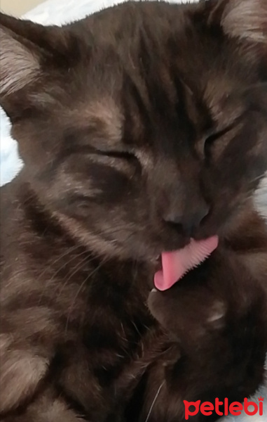 Tekir Kedi, Kedi  BÜYÜK DUMANN fotoğrafı