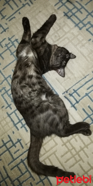 Tekir Kedi, Kedi  BÜYÜK DUMANN fotoğrafı