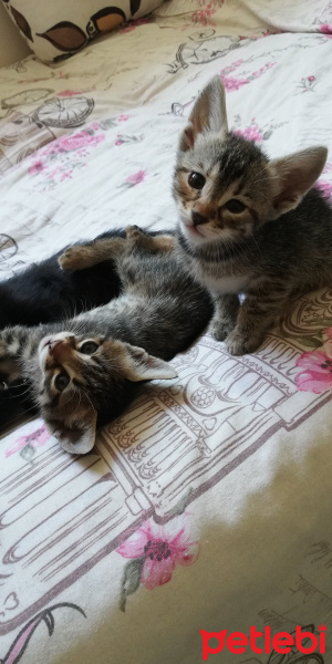 Tekir Kedi, Kedi  BÜYÜK DUMANN fotoğrafı