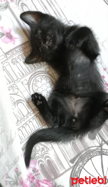 Tekir Kedi, Kedi  BÜYÜK DUMANN fotoğrafı