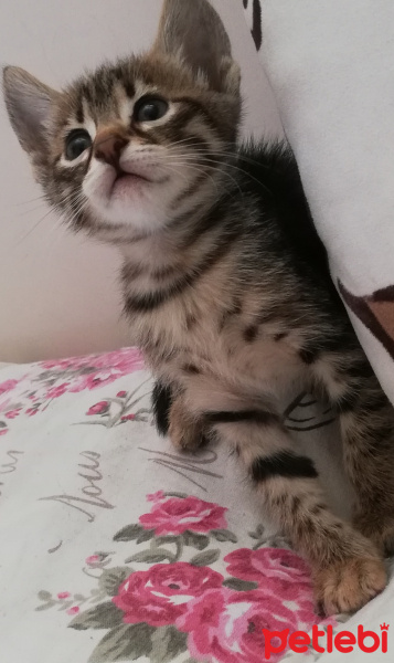 Tekir Kedi, Kedi  BÜYÜK DUMANN fotoğrafı