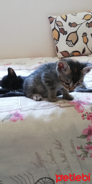 Tekir Kedi, Kedi  BÜYÜK DUMANN fotoğrafı