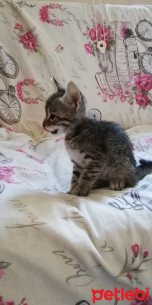 Tekir Kedi, Kedi  BÜYÜK DUMANN fotoğrafı