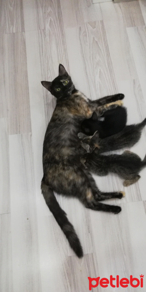 Tekir Kedi, Kedi  BÜYÜK DUMANN fotoğrafı