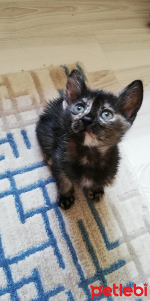 Tekir Kedi, Kedi  BÜYÜK DUMANN fotoğrafı