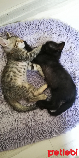 Tekir Kedi, Kedi  BÜYÜK DUMANN fotoğrafı