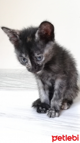 Tekir Kedi, Kedi  BÜYÜK DUMANN fotoğrafı
