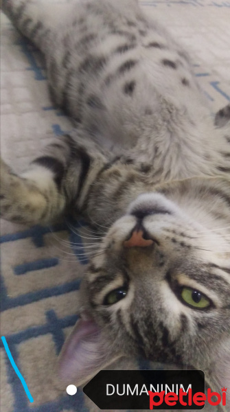Tekir Kedi, Kedi  BÜYÜK DUMANN fotoğrafı