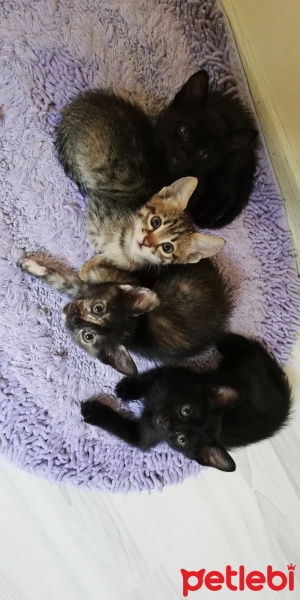 Tekir Kedi, Kedi  BÜYÜK DUMANN fotoğrafı