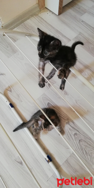 Tekir Kedi, Kedi  BÜYÜK DUMANN fotoğrafı