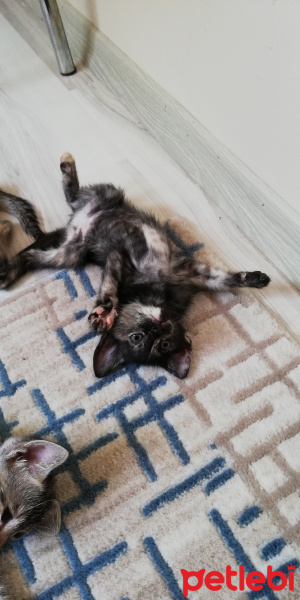 Tekir Kedi, Kedi  BÜYÜK DUMANN fotoğrafı