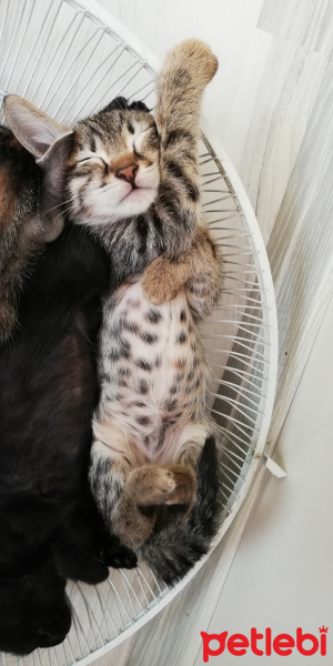 Tekir Kedi, Kedi  BÜYÜK DUMANN fotoğrafı