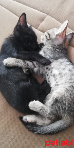 Tekir Kedi, Kedi  BÜYÜK DUMANN fotoğrafı