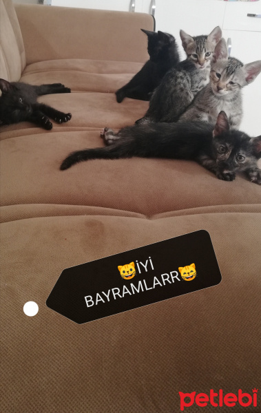 Tekir Kedi, Kedi  BÜYÜK DUMANN fotoğrafı