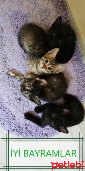 Tekir Kedi, Kedi  BÜYÜK DUMANN fotoğrafı