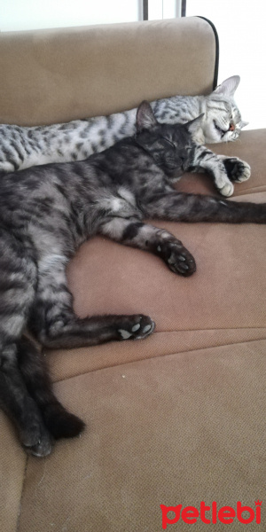 Tekir Kedi, Kedi  BÜYÜK DUMANN fotoğrafı