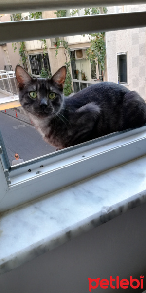 Tekir Kedi, Kedi  BÜYÜK DUMANN fotoğrafı