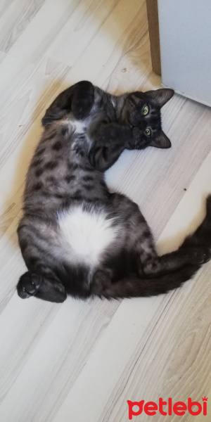 Tekir Kedi, Kedi  BÜYÜK DUMANN fotoğrafı