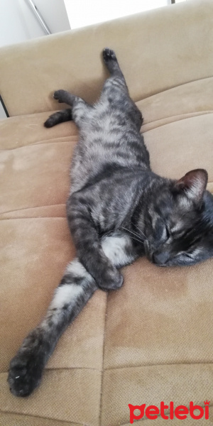 Tekir Kedi, Kedi  BÜYÜK DUMANN fotoğrafı