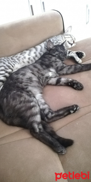 Tekir Kedi, Kedi  BÜYÜK DUMANN fotoğrafı