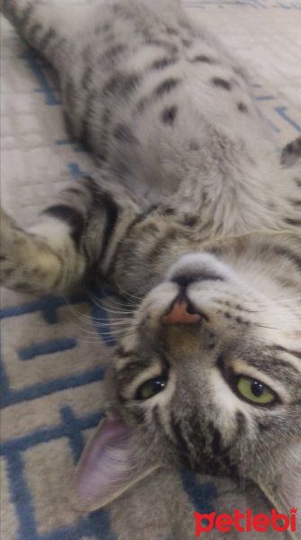 Tekir Kedi, Kedi  BÜYÜK DUMANN fotoğrafı