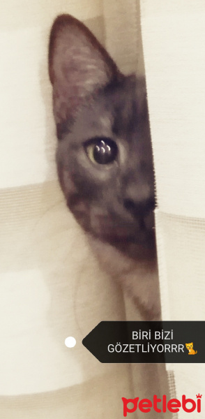 Tekir Kedi, Kedi  BÜYÜK DUMANN fotoğrafı