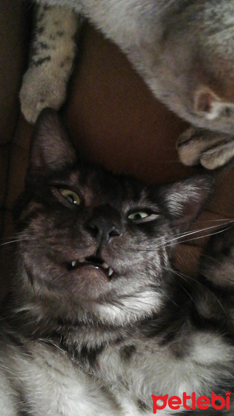 Tekir Kedi, Kedi  BÜYÜK DUMANN fotoğrafı