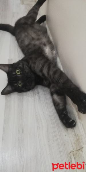 Tekir Kedi, Kedi  BÜYÜK DUMANN fotoğrafı