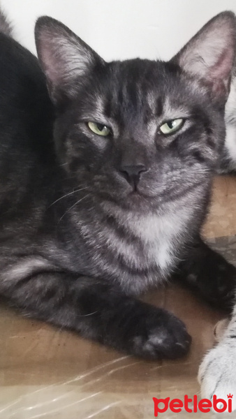 Tekir Kedi, Kedi  BÜYÜK DUMANN fotoğrafı
