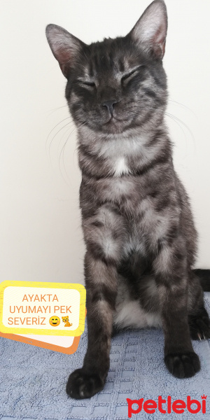 Tekir Kedi, Kedi  BÜYÜK DUMANN fotoğrafı