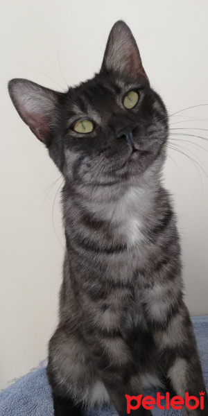 Tekir Kedi, Kedi  BÜYÜK DUMANN fotoğrafı