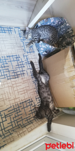 Tekir Kedi, Kedi  BÜYÜK DUMANN fotoğrafı