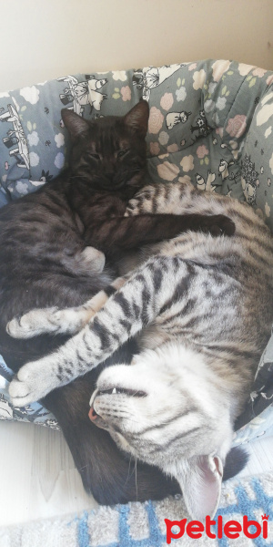 Tekir Kedi, Kedi  BÜYÜK DUMANN fotoğrafı