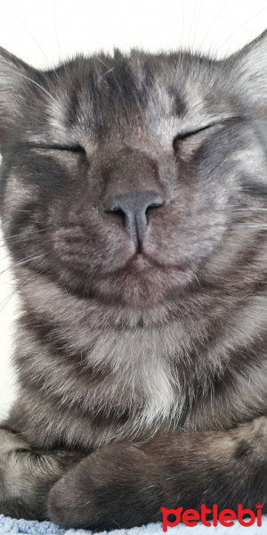 Tekir Kedi, Kedi  BÜYÜK DUMANN fotoğrafı