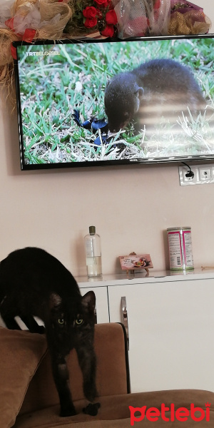 Tekir Kedi, Kedi  BÜYÜK DUMANN fotoğrafı
