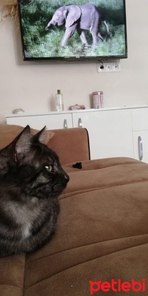 Tekir Kedi, Kedi  BÜYÜK DUMANN fotoğrafı