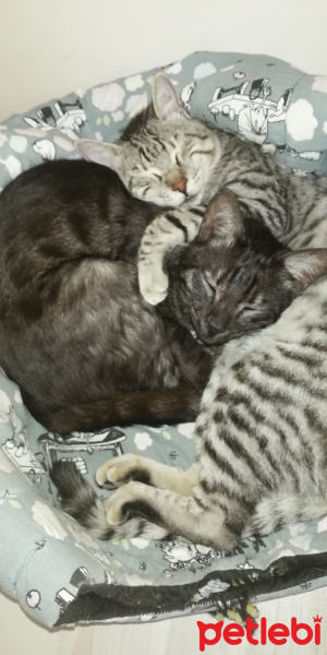 Tekir Kedi, Kedi  BÜYÜK DUMANN fotoğrafı