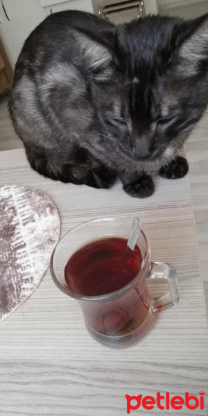 Tekir Kedi, Kedi  BÜYÜK DUMANN fotoğrafı