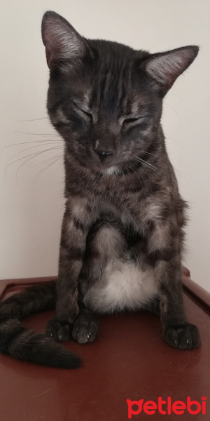 Tekir Kedi, Kedi  BÜYÜK DUMANN fotoğrafı