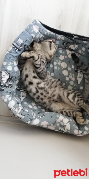 Tekir Kedi, Kedi  BÜYÜK DUMANN fotoğrafı