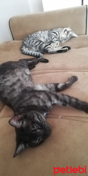 Tekir Kedi, Kedi  BÜYÜK DUMANN fotoğrafı