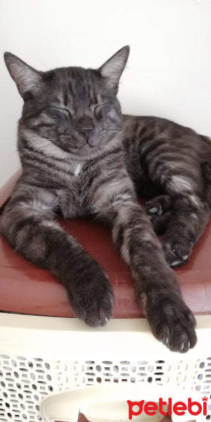Tekir Kedi, Kedi  BÜYÜK DUMANN fotoğrafı