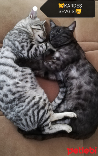 Tekir Kedi, Kedi  BÜYÜK DUMANN fotoğrafı