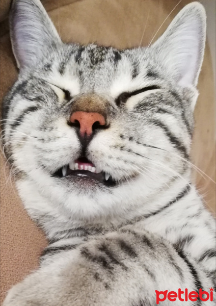 Tekir Kedi, Kedi  BÜYÜK DUMANN fotoğrafı