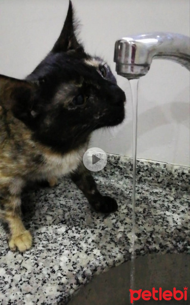 Tekir Kedi, Kedi  BÜYÜK DUMANN fotoğrafı