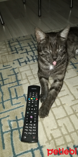 Tekir Kedi, Kedi  BÜYÜK DUMANN fotoğrafı