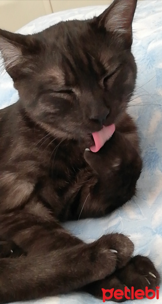 Tekir Kedi, Kedi  BÜYÜK DUMANN fotoğrafı