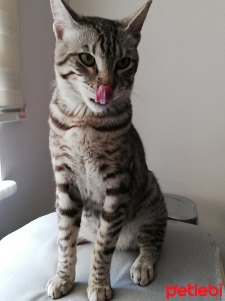 Tekir Kedi, Kedi  BÜYÜK DUMANN fotoğrafı
