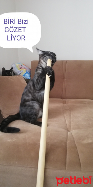 Tekir Kedi, Kedi  BÜYÜK DUMANN fotoğrafı