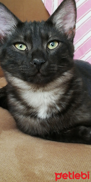 Tekir Kedi, Kedi  BÜYÜK DUMANN fotoğrafı